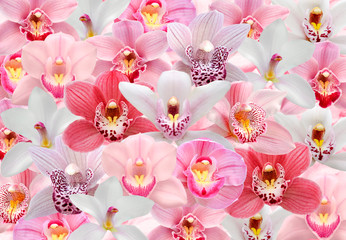 Collage of pink and white orchid flowers