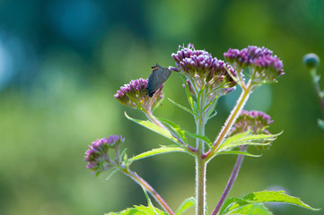
butterfly on pink flower for background and text