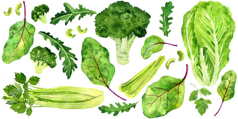 watercolor drawing green vegan set