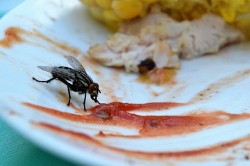 The fly eats the leftovers from the plate. Close up of a fly sitting on a plate. Macro of a fly eating from a dirty plate