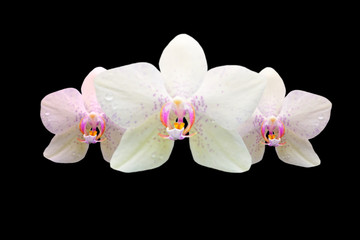 white orchid flowers isolated on black
