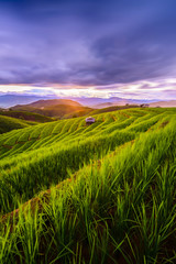 Obraz premium Green paddy field with beautiful sunset background, Rice field and sky background at sunset time