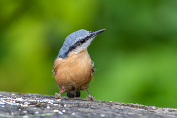 European  Nuthatch (Sitta europaea) on an old wooden stump in the forest