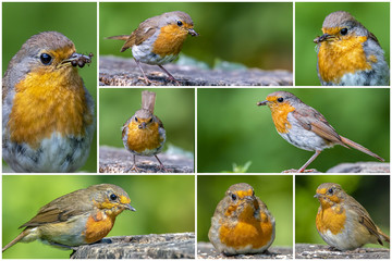 Robin bird (Erithacus rubecula) c in the forest - collage set.