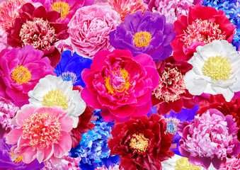 Collage of white, red, blue and pink peony flowers