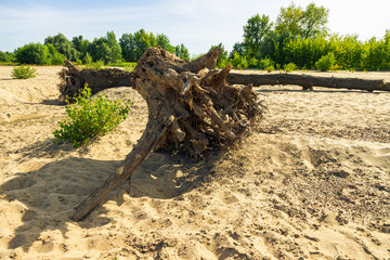 Dead, fallen tree lying on the beach