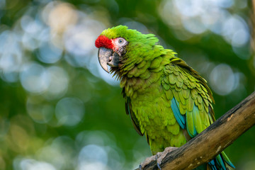 Great green military macaw Ara militaris mexicana portrait. © mirecca