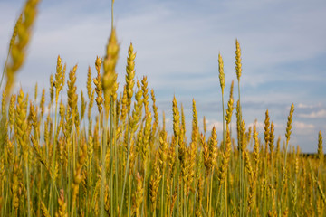 Fototapeta premium Ripe wheat in the fields. Harvesting begins