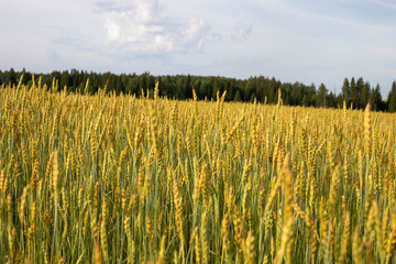 Ripe wheat in the fields. Harvesting begins