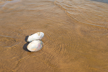Fototapeta na wymiar White, open seashell lying on the beach in the water