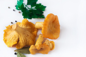 fresh chanterelle mushrooms on white background, space for text on the right