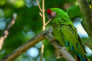 Great green military macaw Ara militaris mexicana portrait.