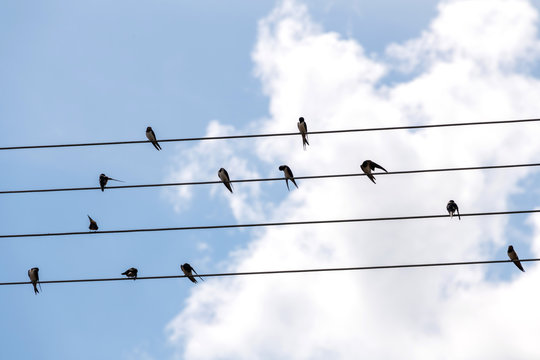 Schwalben sitzen zusammen auf Stromleitungen vor blauem Himmel mit wei&szlig;en Wolken.