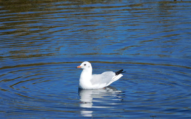white gull swims on the blue water of the lake