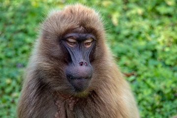 Gelada Baboons (Theropithecus gelada) - portrait. Monkey, Africa.