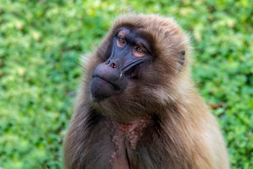 Gelada Baboons (Theropithecus gelada) - portrait. Monkey, Africa.