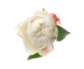 Beautiful fragrant peony flower isolated on white