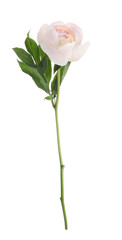 Obraz premium Beautiful fragrant peony flower isolated on white