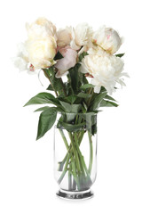 Beautiful peonies in vase isolated on white