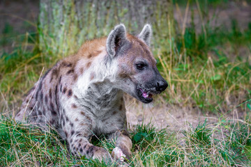 Obraz premium Spotted Hyenas in nature,close up.. Carnivore, creature.
