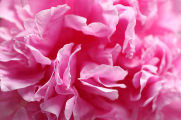 Closeup view of beautiful pink peony flower