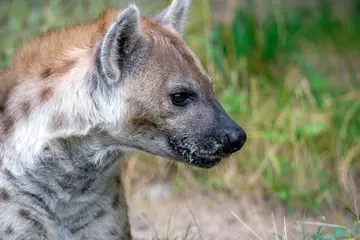 Tuinposter Spotted Hyenas in nature,close up.. Carnivore, creature. © mirecca