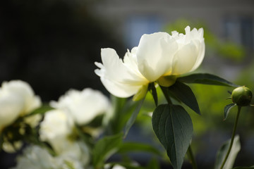 Fototapeta na wymiar Closeup view of blooming white peony bush outdoors