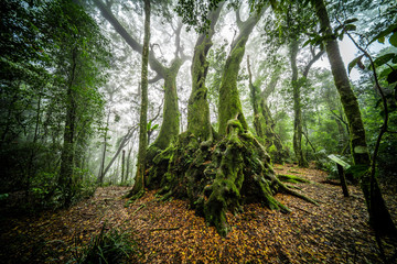 Antarctic beech trees in the mist