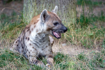 Spotted Hyenas in nature,close up.. Carnivore, creature.