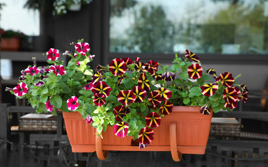 Fototapeta na wymiar Beautiful petunia flowers in plant pot outdoors