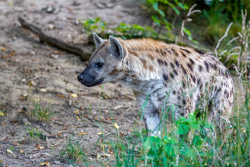 Naklejka premium Spotted Hyenas in nature,close up.. Carnivore, creature.