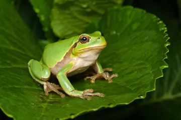 Fototapeten Female of the Italian tree frog (Hyla perrini) sitting on a leaf after a rainy night  © saccobent