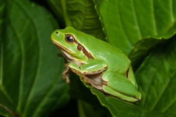 Female of the Italian tree frog (Hyla perrini) sitting on a leaf after a rainy night
