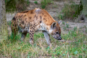 Spotted Hyenas in nature,close up.. Carnivore, creature.