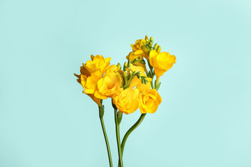 Beautiful blooming yellow freesias on light blue background