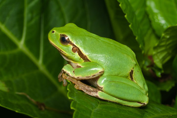 Female of the Italian tree frog (Hyla perrini) sitting on a leaf after a rainy night
