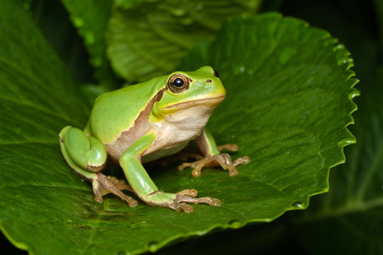 Female of the Italian tree frog (Hyla perrini) sitting on a leaf after a rainy night

