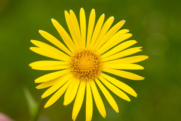 Bright yellow flower close up