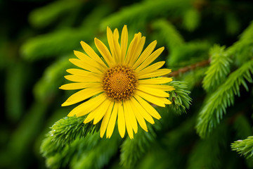 Bright yellow flower close up