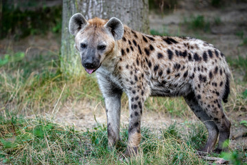 Spotted Hyenas in nature,close up.. Carnivore, creature.