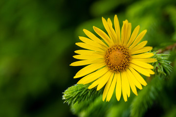 Bright yellow flower close up