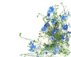 Wild blue flax flowers isolated on white background. Selective focus. Copy space. Corner...