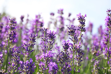 Beautiful blooming lavender field on summer day, closeup