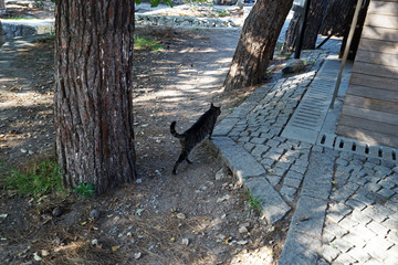 Walking tabby cat on rocky ground floor