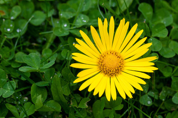 Bright yellow flower close up