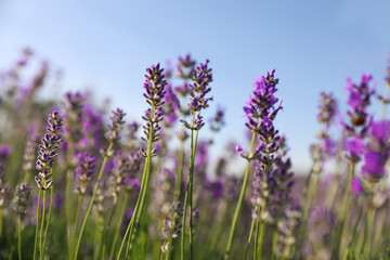 Beautiful blooming lavender field on summer day, closeup