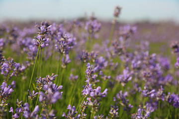 Naklejka premium Beautiful blooming lavender field on summer day, closeup