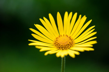 Bright yellow flower close up