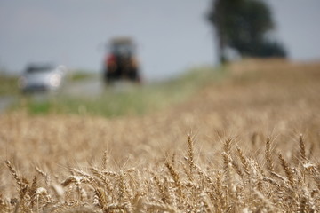 field of ripe rye before harvest