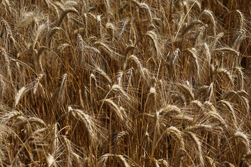 field of ripe rye before harvest